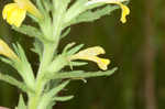 Yellow glandweed